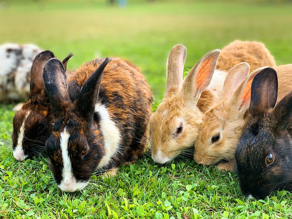 Bunnies