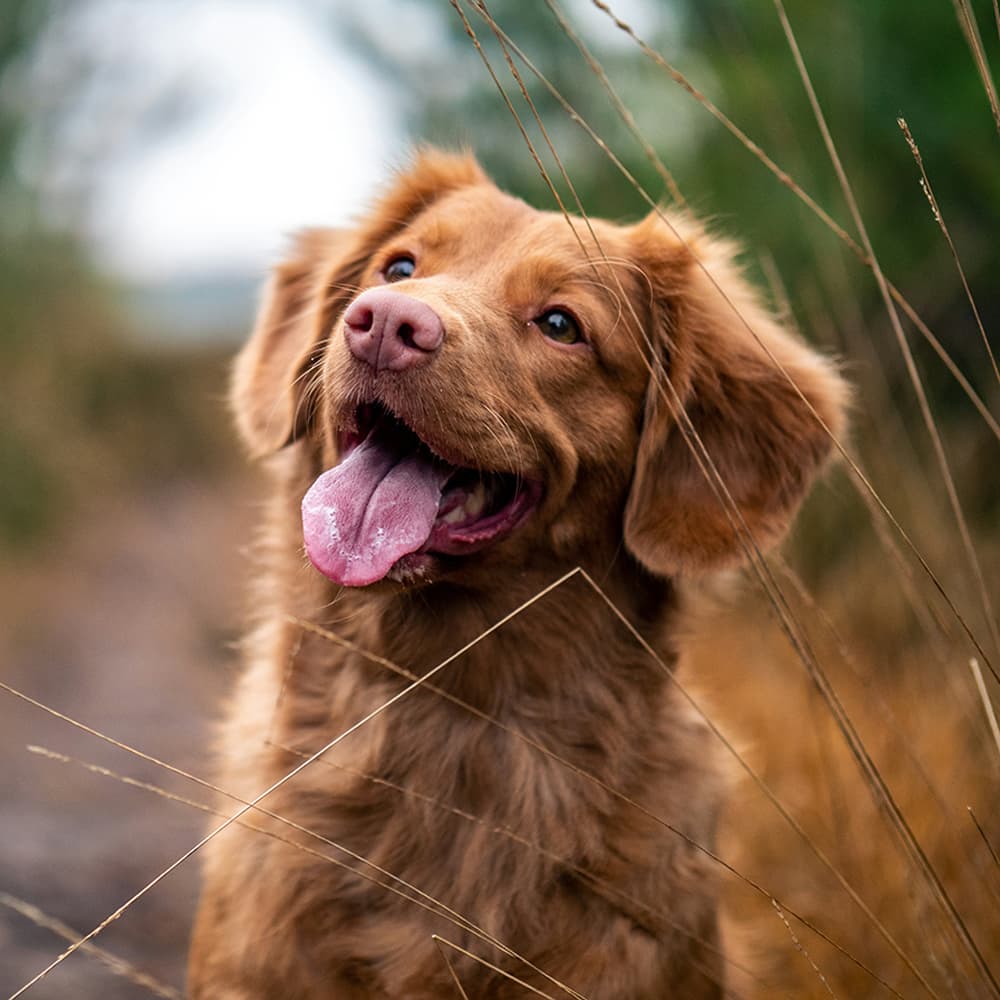 Dog smiling