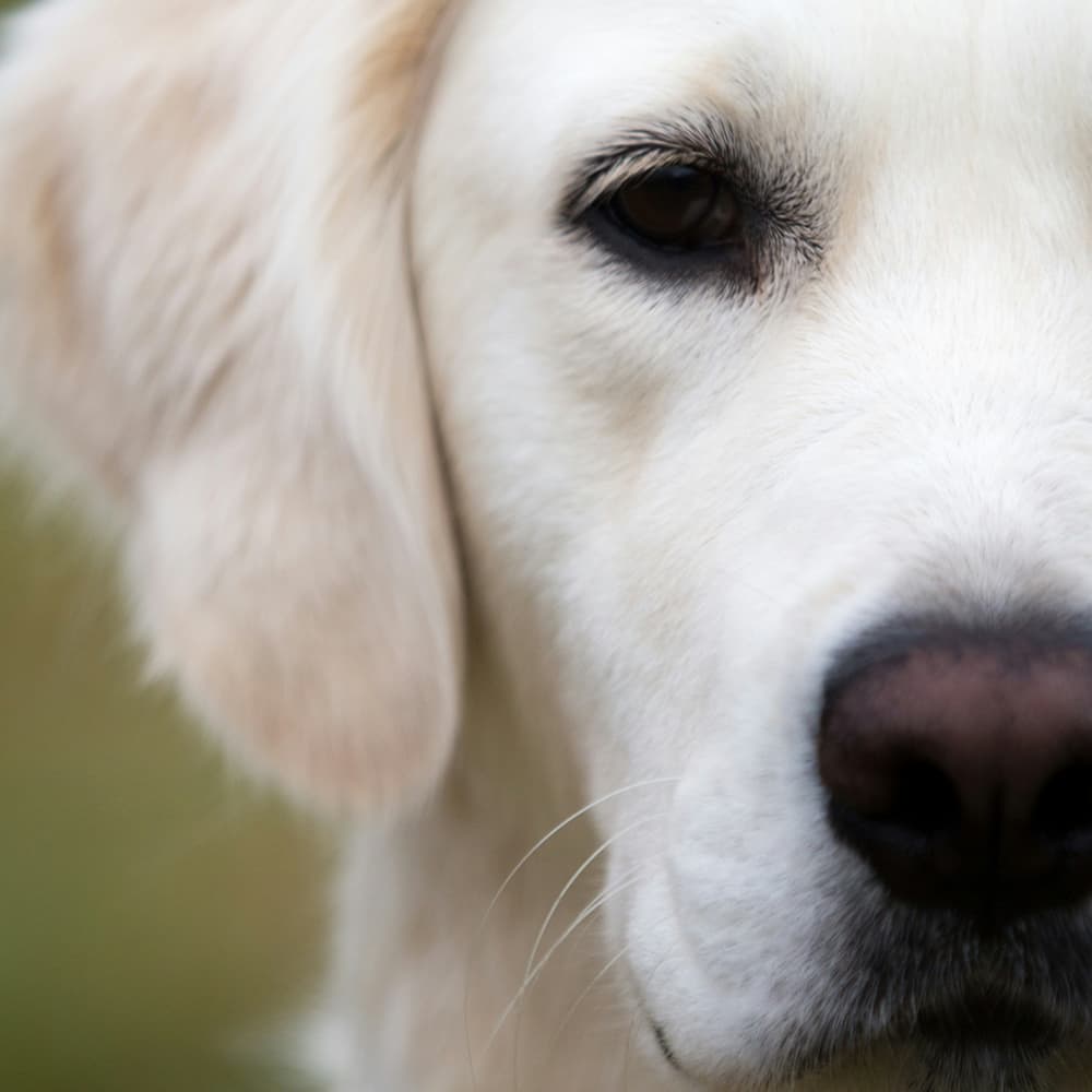 Dog's face